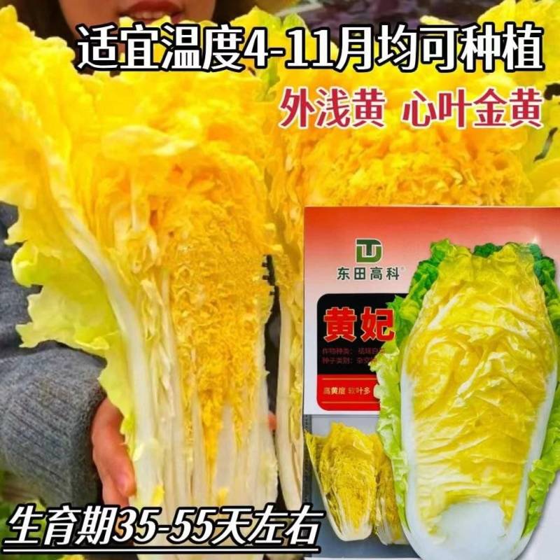 黄妃耐热黄心菜种子杂交品种心叶金黄色软叶多高品质白菜种子