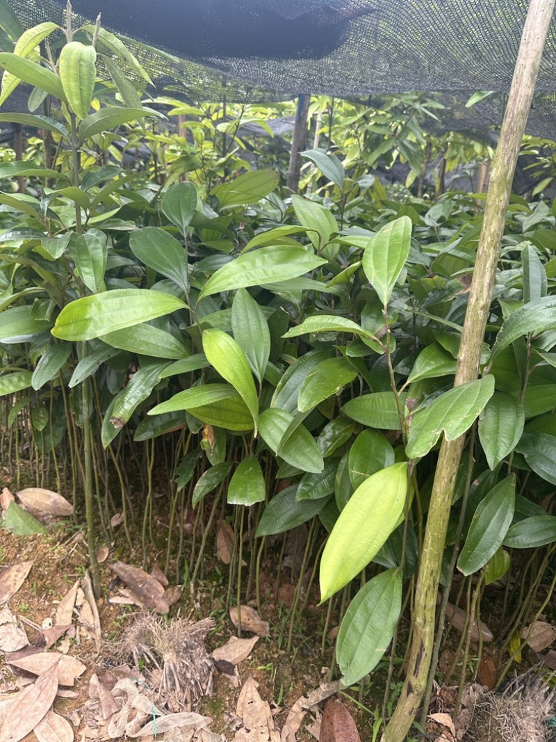 肉桂杯苗45至60高