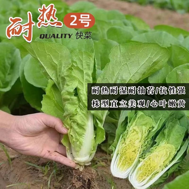 耐热2号速生快菜种子原装新种春秋菜园播种黄心快菜种子鲜嫩
