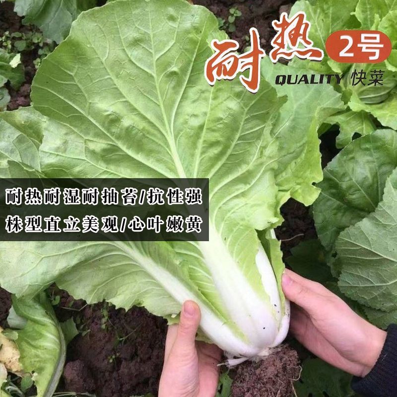 耐热2号速生快菜种子原装新种春秋菜园播种黄心快菜种子鲜嫩