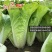 耐热2号速生快菜种子原装新种春秋菜园播种黄心快菜种子鲜嫩