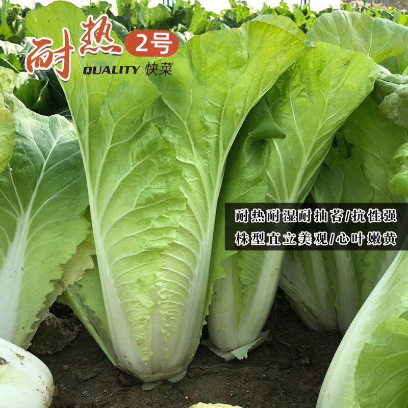 耐热2号速生快菜种子原装新种春秋菜园播种黄心快菜种子鲜嫩