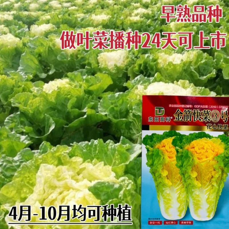 耐热2号速生快菜种子原装新种春秋菜园播种黄心快菜种子鲜嫩