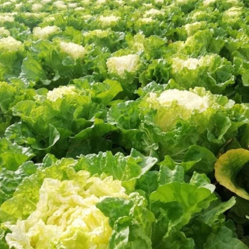耐热2号速生快菜种子原装新种春秋菜园播种黄心快菜种子鲜嫩
