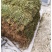 岩黄连干货多根多花今年新货量大价优