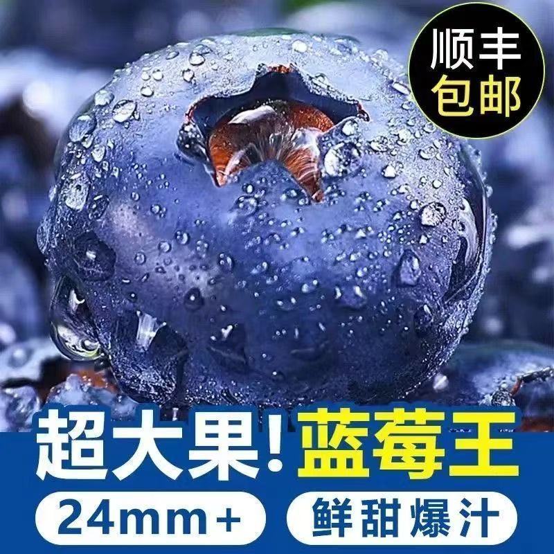 云南高原冷区蓝莓