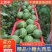 小糖丸西瓜/砀山西瓜【包熟包甜/全国发货】欢迎来电洽谈