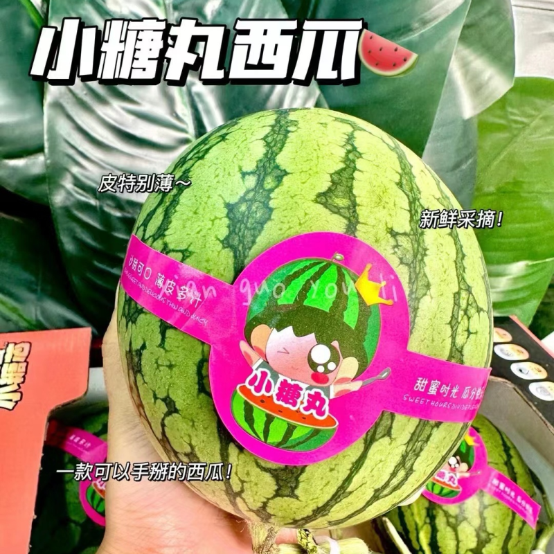 小糖丸西瓜/砀山西瓜【包熟包甜/全国发货】欢迎来电洽谈