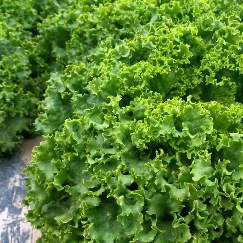 欧格耐热生菜种子10g深绿叶大速生菜种子耐寒半直立散叶型