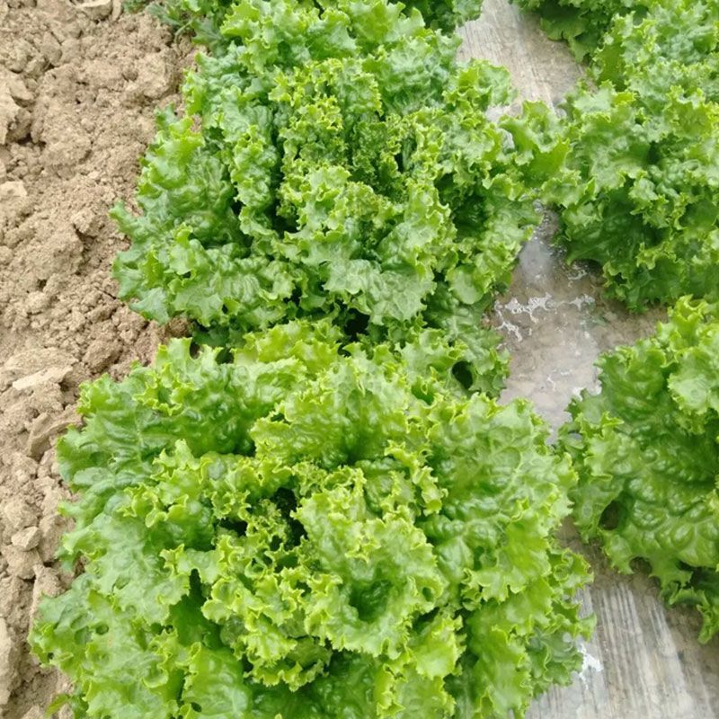 欧格耐热生菜种子10g深绿叶大速生菜种子耐寒半直立散叶型