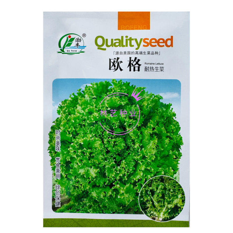 欧格耐热生菜种子10g深绿叶大速生菜种子耐寒半直立散叶型