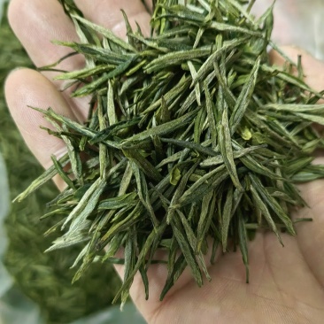 高山绿茶，精品茶叶保质保量，量大忧会对接全国