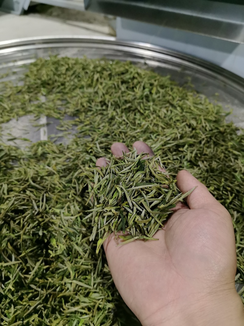 高山绿茶，精品茶叶保质保量，量大忧会对接全国