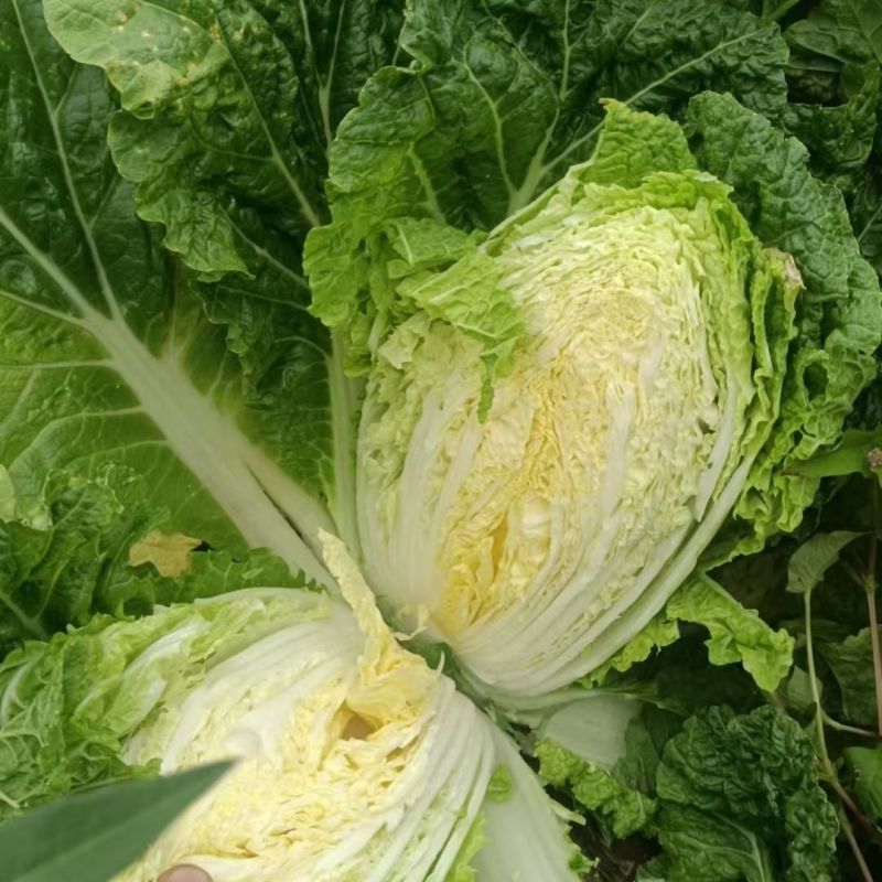 抗热白菜38白菜种子杂交高产抗病耐热耐抽薹大白菜种籽夏秋