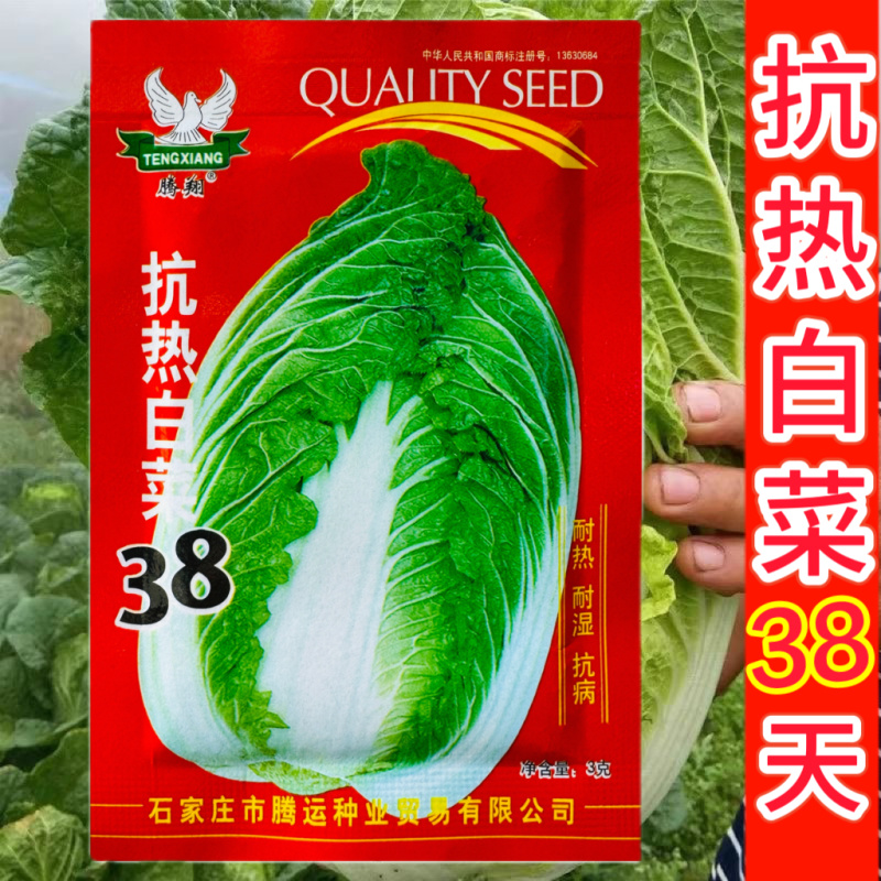 抗热白菜38白菜种子杂交高产抗病耐热耐抽薹大白菜种籽夏秋