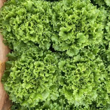雨荷生菜种子早熟深绿色散叶生菜种子翠绿油亮褶皱叶生菜种子