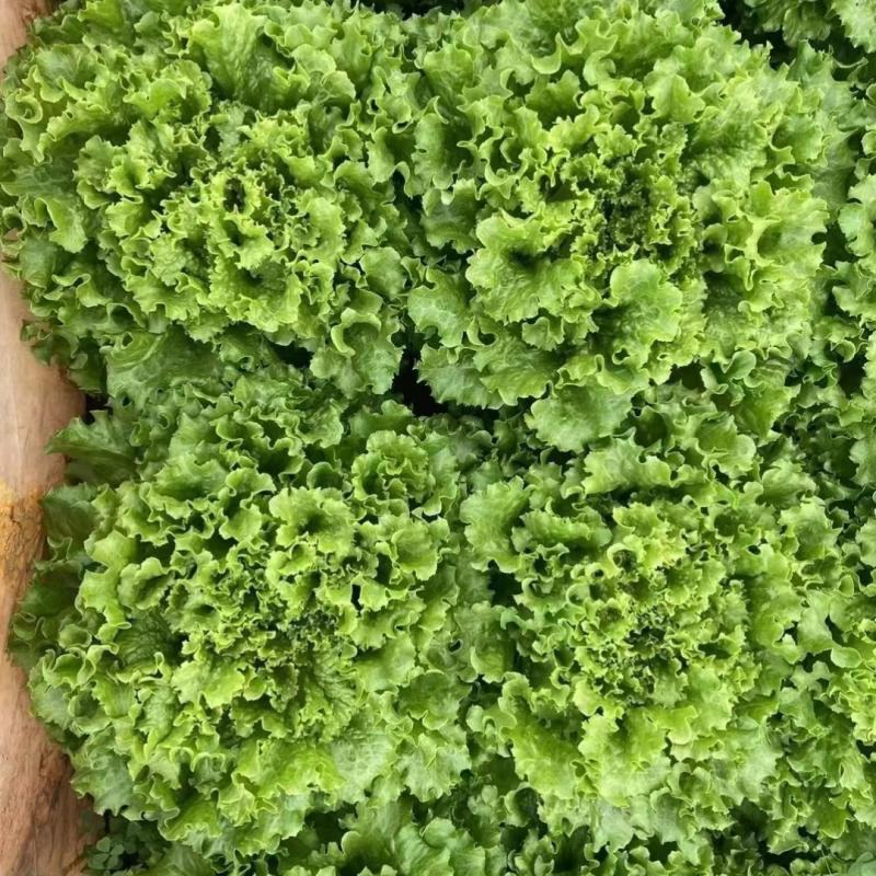 雨荷生菜种子早熟深绿色散叶生菜种子翠绿油亮褶皱叶生菜种子