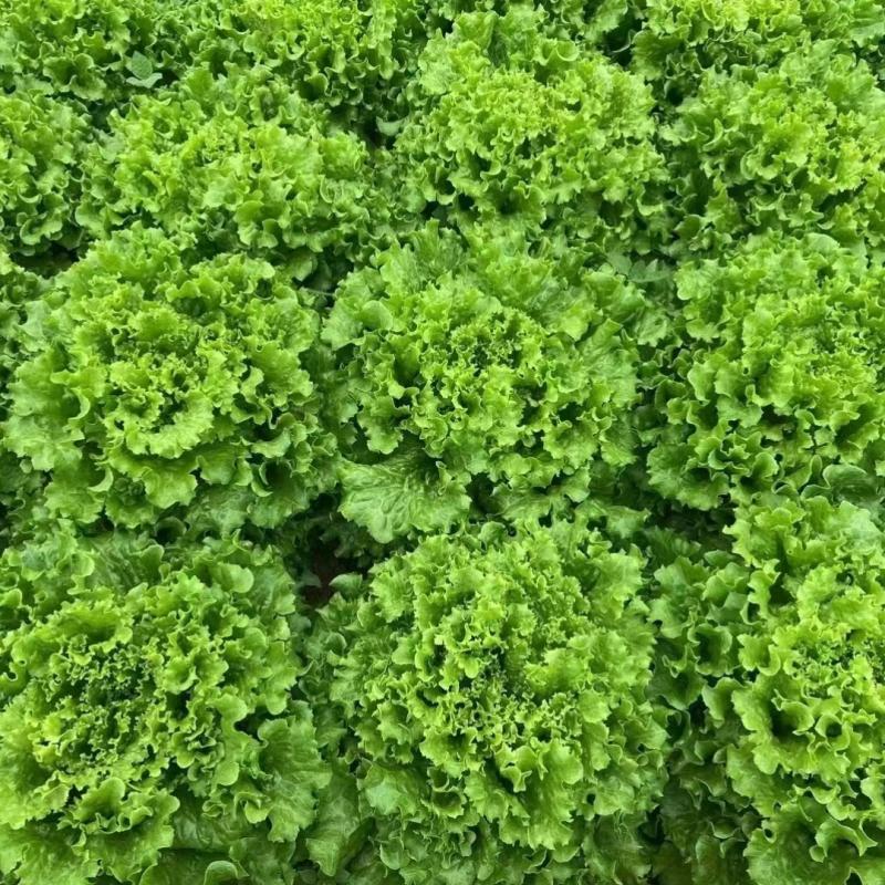 雨荷生菜种子早熟深绿色散叶生菜种子翠绿油亮褶皱叶生菜种子