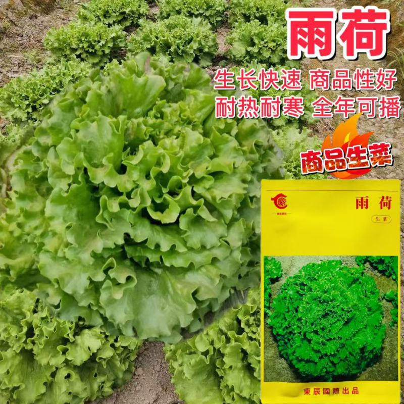 雨荷生菜种子早熟深绿色散叶生菜种子翠绿油亮褶皱叶生菜种子