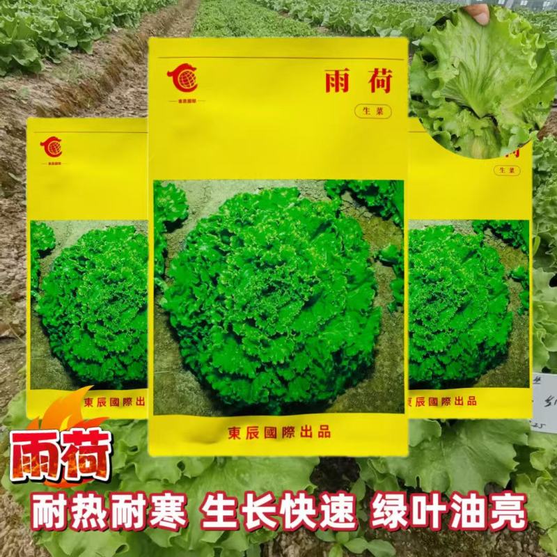 雨荷生菜种子早熟深绿色散叶生菜种子翠绿油亮褶皱叶生菜种子