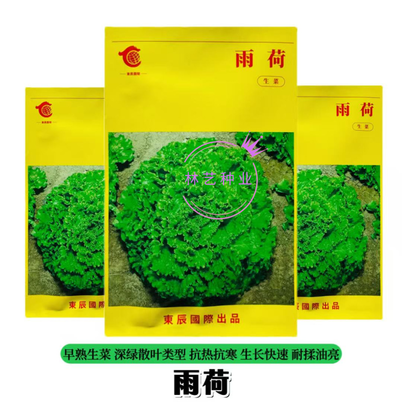 雨荷生菜种子早熟深绿色散叶生菜种子翠绿油亮褶皱叶生菜种子