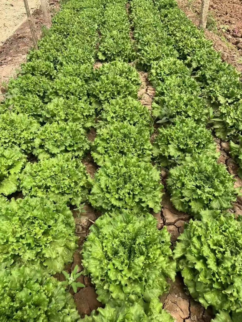 雨荷生菜种子早熟深绿色散叶生菜种子翠绿油亮褶皱叶生菜种子