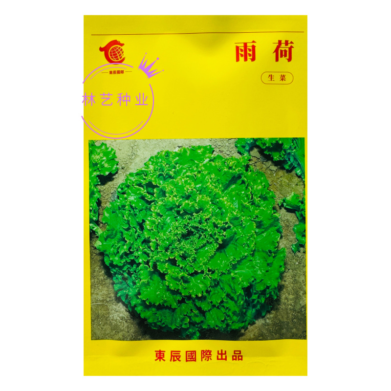 雨荷生菜种子早熟深绿色散叶生菜种子翠绿油亮褶皱叶生菜种子