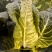 新创春秋如意牛心甘蓝种子高产抗病耐抽苔农家春秋季蔬菜