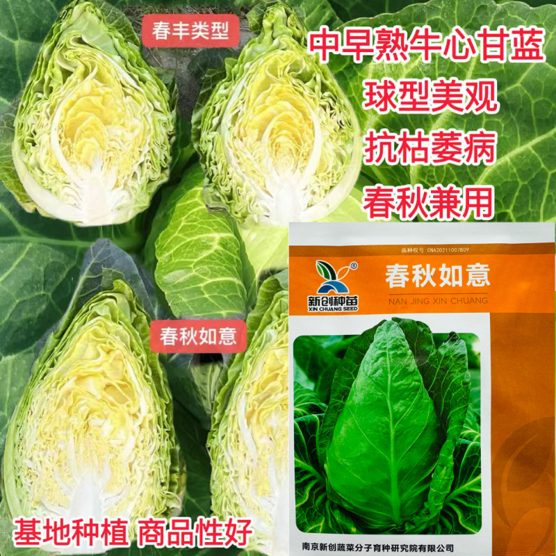 新创春秋如意牛心甘蓝种子高产抗病耐抽苔农家春秋季蔬菜