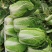 永荣热宝48天夏阳白菜种子早熟耐高温纤维少色淡绿夏阳白菜