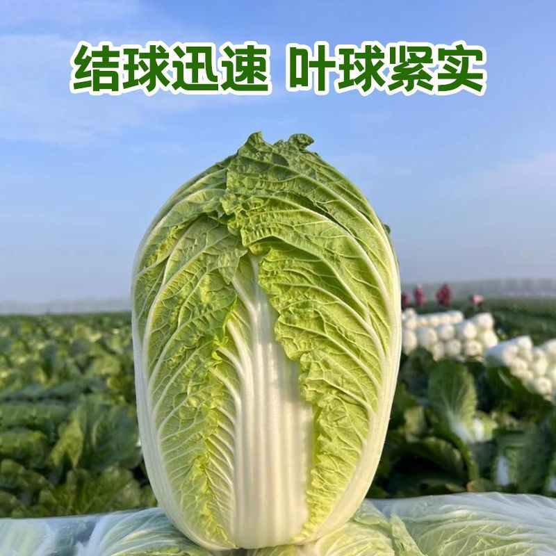 永荣热宝48天夏阳白菜种子早熟耐高温纤维少色淡绿夏阳白菜