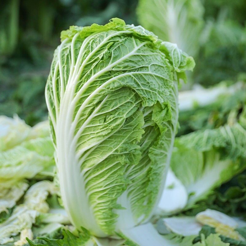 永荣热宝48天夏阳白菜种子早熟耐高温纤维少色淡绿夏阳白菜