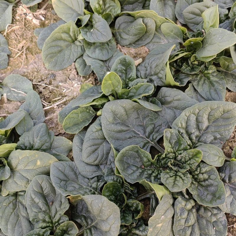 绿火夏播王菠菜种子耐热耐寒抗病抗抽苔高产晚春越夏早秋播