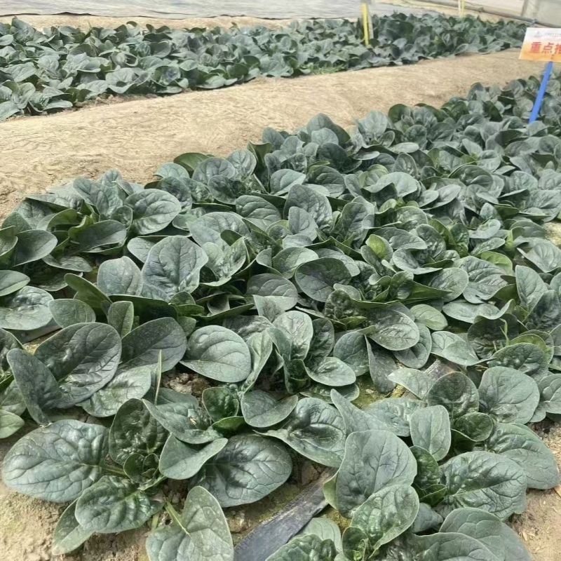 绿火夏播王菠菜种子耐热耐寒抗病抗抽苔高产晚春越夏早秋播