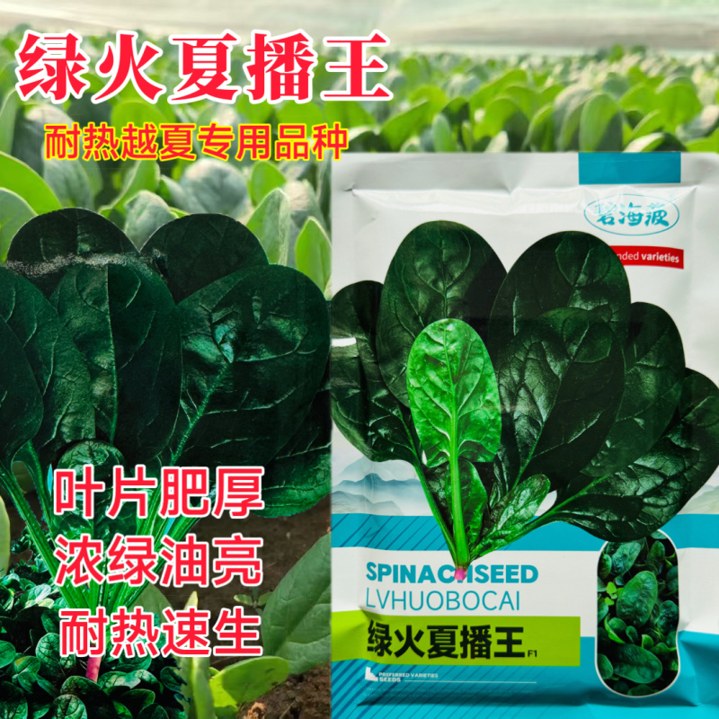 绿火夏播王菠菜种子耐热耐寒抗病抗抽苔高产晚春越夏早秋播