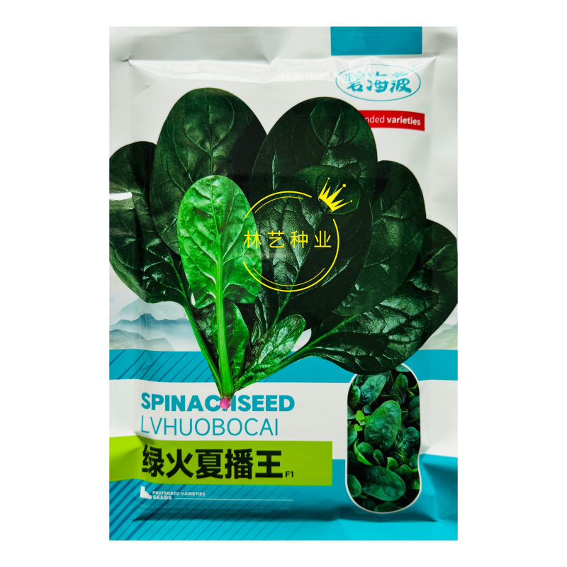 绿火夏播王菠菜种子耐热耐寒抗病抗抽苔高产晚春越夏早秋播