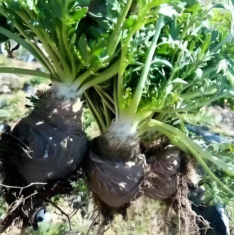 玛卡黑玛卡云南野生货无硫