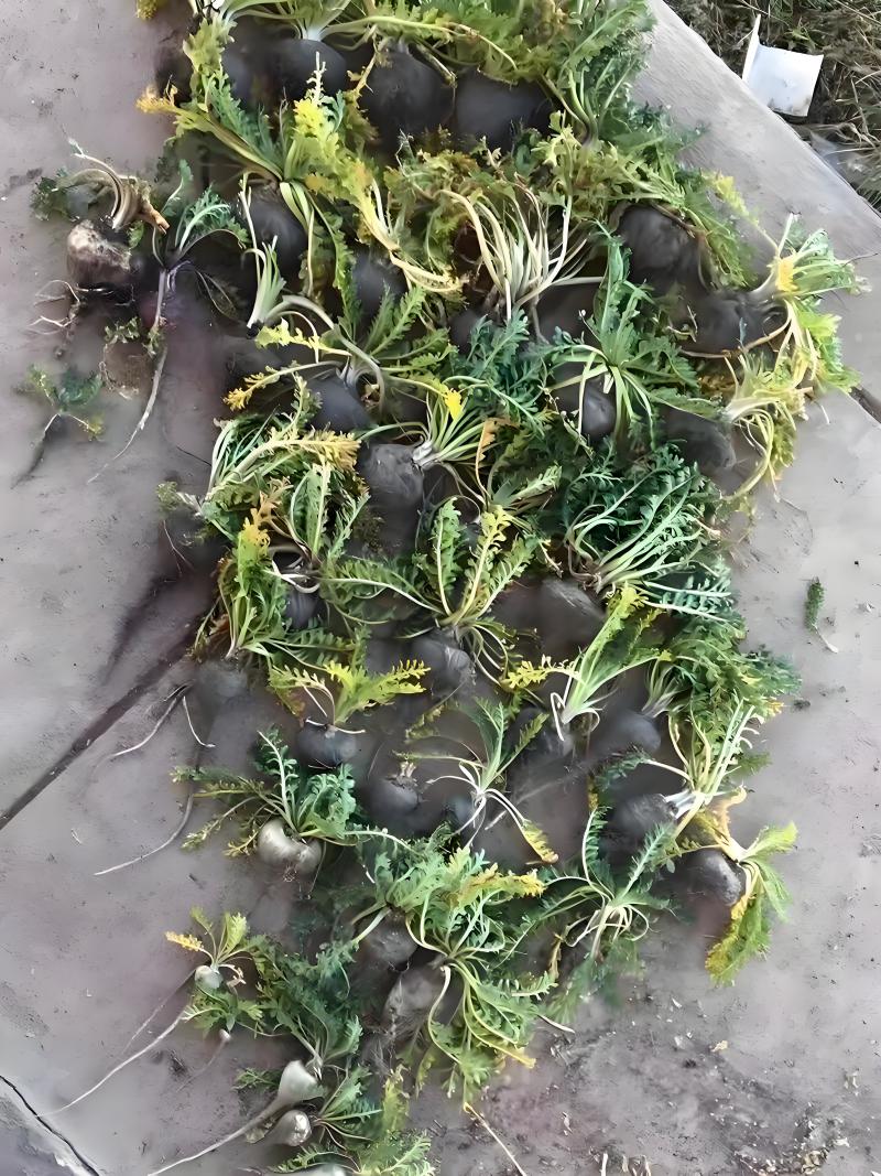 玛卡黑玛卡云南野生货无硫