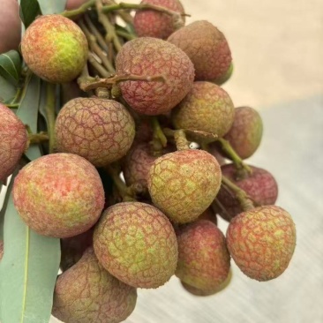 荔枝