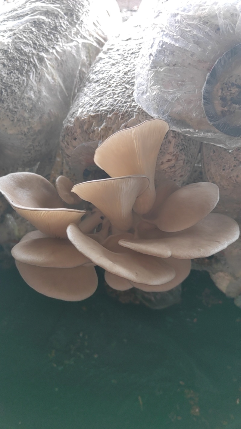 蘑菇