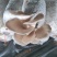 蘑菇
