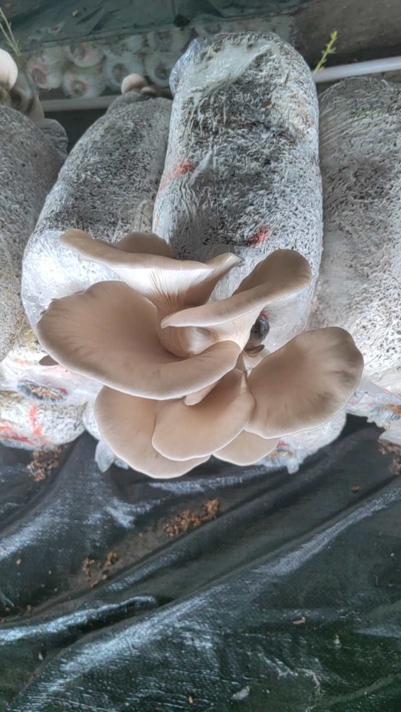 蘑菇