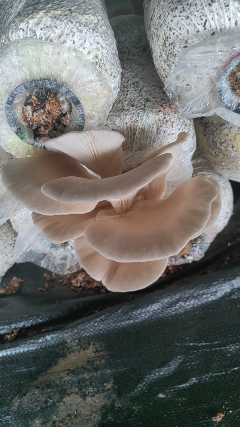 蘑菇