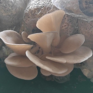 蘑菇