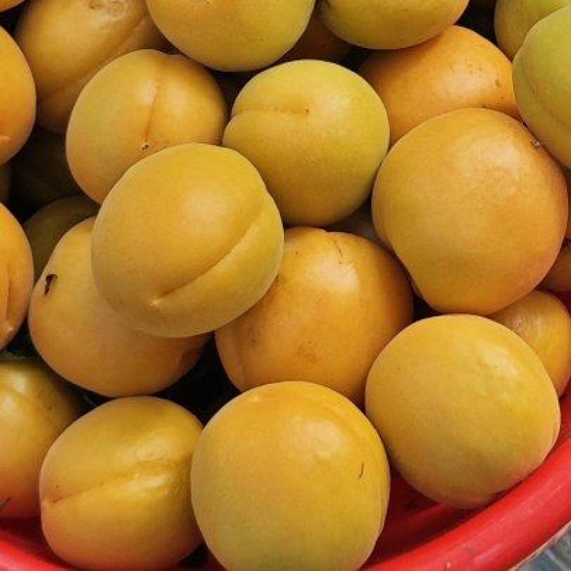 金太阳杏