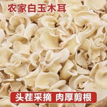 各种规格白玉木耳、玉木耳、新货白玉木耳批发零售
