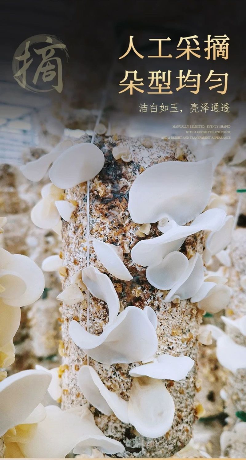 【优选】产地直销格白玉木耳、玉木耳、新货白玉木耳批发零售