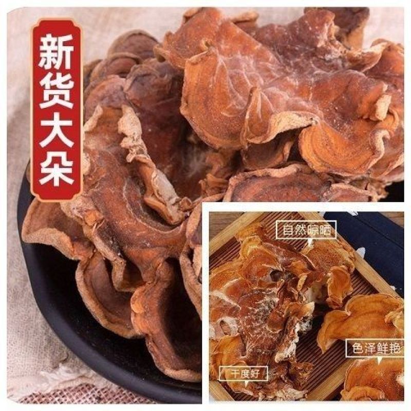 【推荐】2026年榆耳菌、灵芝菇、竹灵芝产地直销一手货源
