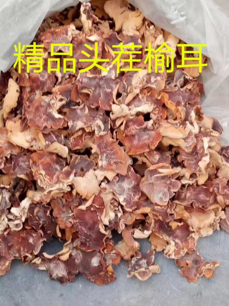 【推荐】2026年榆耳菌、灵芝菇、竹灵芝产地直销一手货源