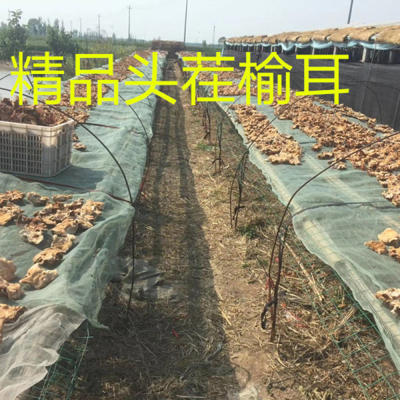 【推荐】2026年榆耳菌、灵芝菇、竹灵芝产地直销一手货源